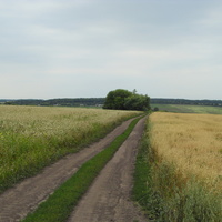 Грунтовая дорога вдоль полей