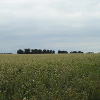 Фермерское гречичное поле