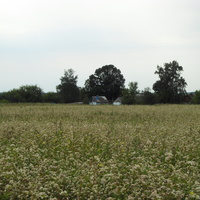 Дома рядом с полем