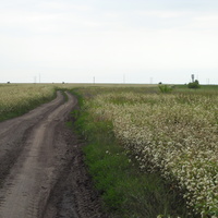 Царство пчёл