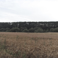 Спелая пшеница