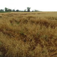 Последствия сильного ветра