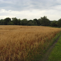 Дорога в деревню