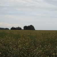 Гречичное поле