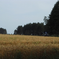 Фермерское поле