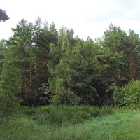 Лагерный лес