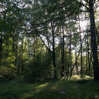 Ступинский лесопарк