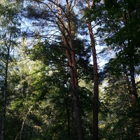 Ступинский лесопарк