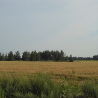 Берёзовый пятачок