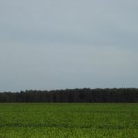 Свекольное поле