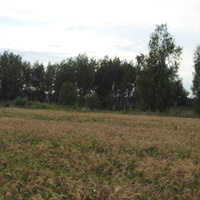 Грибное место