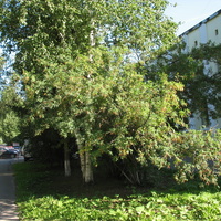 Сыктывкар 2015