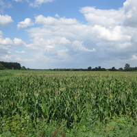 Поле с урожаем кукурузы на землях хутора Тауруп Второй, июль 2015 года.