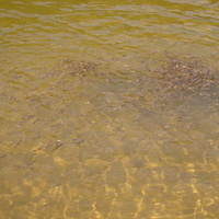 Молодняк у озері Синевир