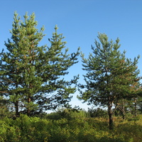 Сыктывкар 2015 - на Красную гору