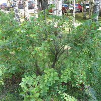 Сыктывкар 2015