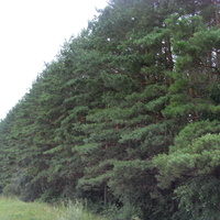 Сосновая стена лагерного леса