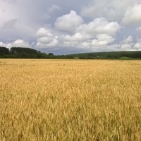 Жёлтое поле пшеницы