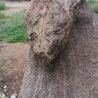 Камень Бухэ-Шулун (Бык-камень). Святыня Баргузинской долины. Расположен у дороги между сёлами Суво и Бодон