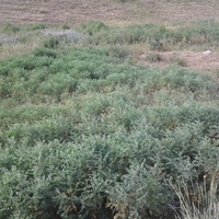 Шаган (Каспанский с.о.)