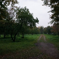 Усадьба Горки, яблоневый сад