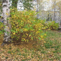 Сыктывкар 2015 - ул Чернова