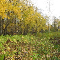 Сыктывкар 2015 - ботанический сад