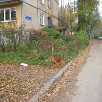 Сыктывкар 2015 - Октябрьский проспект