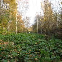 Сыктывкар 2015 - Мичуринский парк