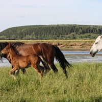 лошади на фоне Сосновки