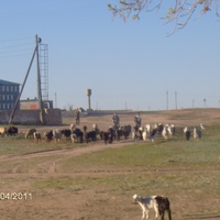 табун баранов и коз в корнеевки
