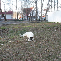 Сыктывкар 2015 -  ул. Карла Маркса