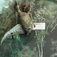 В зале птиц водно-болотных угодий музея «Мир птиц национального парка Мещёра». Кряква