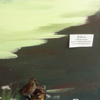 В зале птиц водно-болотных угодий музея «Мир птиц национального парка Мещёра». Дупель