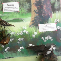 В зале птиц водно-болотных угодий музея «Мир птиц национального парка Мещёра». Бекас и Черныш
