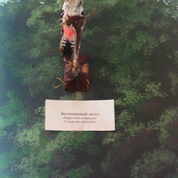 В зале птиц водно-болотных угодий музея «Мир птиц национального парка Мещёра». Белоспинный дятел