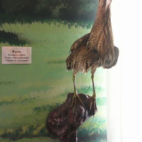 В зале птиц водно-болотных угодий музея «Мир птиц национального парка Мещёра». Выпь