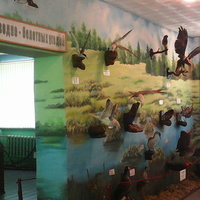 В зале птиц водно-болотных угодий музея «Мир птиц национального парка Мещёра»