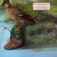 В зале птиц водно-болотных угодий музея «Мир птиц национального парка Мещёра». Утка-широконоска