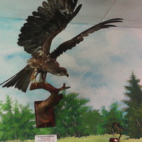 В зале птиц водно-болотных угодий музея «Мир птиц национального парка Мещёра». Чёрный коршун