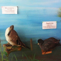 В зале птиц водно-болотных угодий музея «Мир птиц национального парка Мещёра». Шилохвость и лысуха