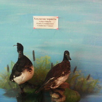 В зале птиц водно-болотных угодий музея «Мир птиц национального парка Мещёра». Хохлатая чернеть