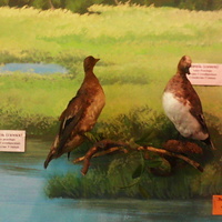 В зале птиц водно-болотных угодий музея «Мир птиц национального парка Мещёра». Свиязь