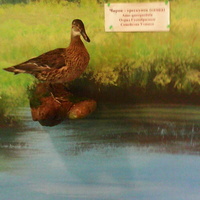 В зале птиц водно-болотных угодий музея «Мир птиц национального парка Мещёра». Чирок-трескунок