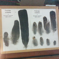 В зале музея «Мир птиц национального парка Мещёра». Перья глухарей