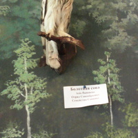 В зале птиц водно-болотных угодий музея «Мир птиц национального парка Мещёра». Болотная сова