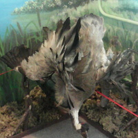 В зале птиц водно-болотных угодий музея «Мир птиц национального парка Мещёра». Серый журавль