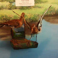 В зале птиц водно-болотных угодий музея «Мир птиц национального парка Мещёра». Большой веретенник