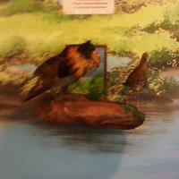 В зале птиц водно-болотных угодий музея «Мир птиц национального парка Мещёра». Турухтан