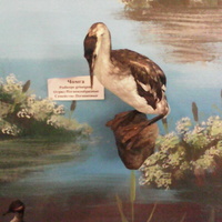 В зале птиц водно-болотных угодий музея «Мир птиц национального парка Мещёра». Чомга